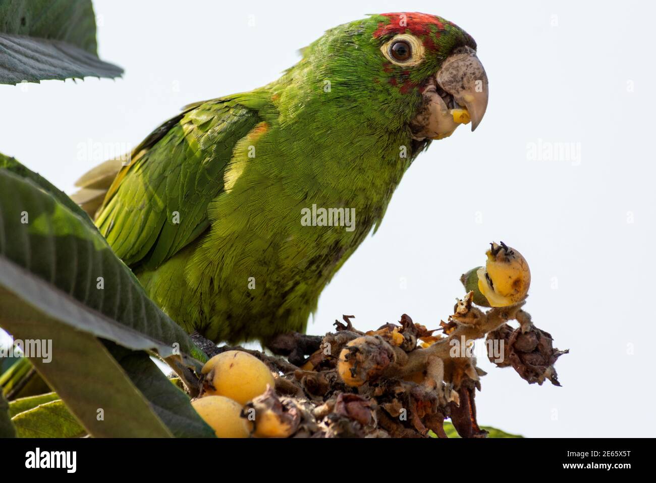 Pappagallo mangiare frutta su un albero, Lima città, Perú. Foto Stock