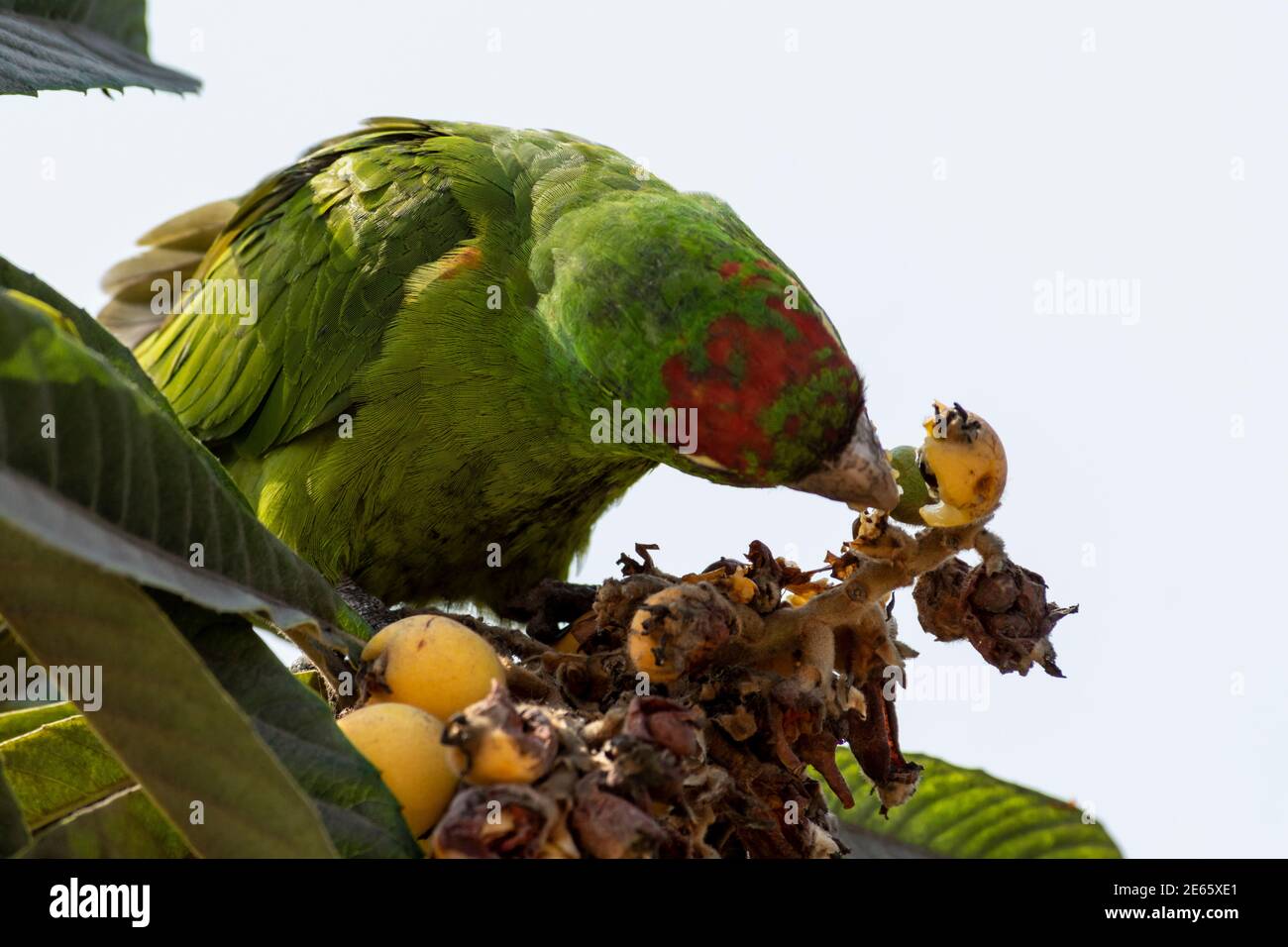 Psittacara waggleri immagini e fotografie stock ad alta risoluzione - Alamy