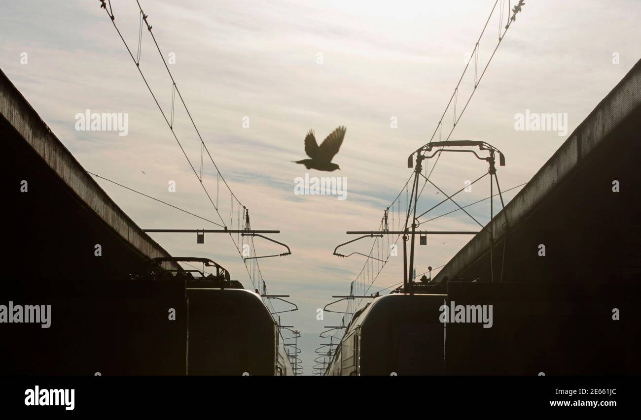 A pigeon flies over two trains at the Termini railway station in Rome January 27, 2012. Italian rail workers went on strike on Friday against government measures aimed at opening up public services, including trains and buses, and professions to more competition. REUTERS/Alessandro Bianchi (ITALY - Tags: BUSINESS TRANSPORT CIVIL UNREST) Foto Stock