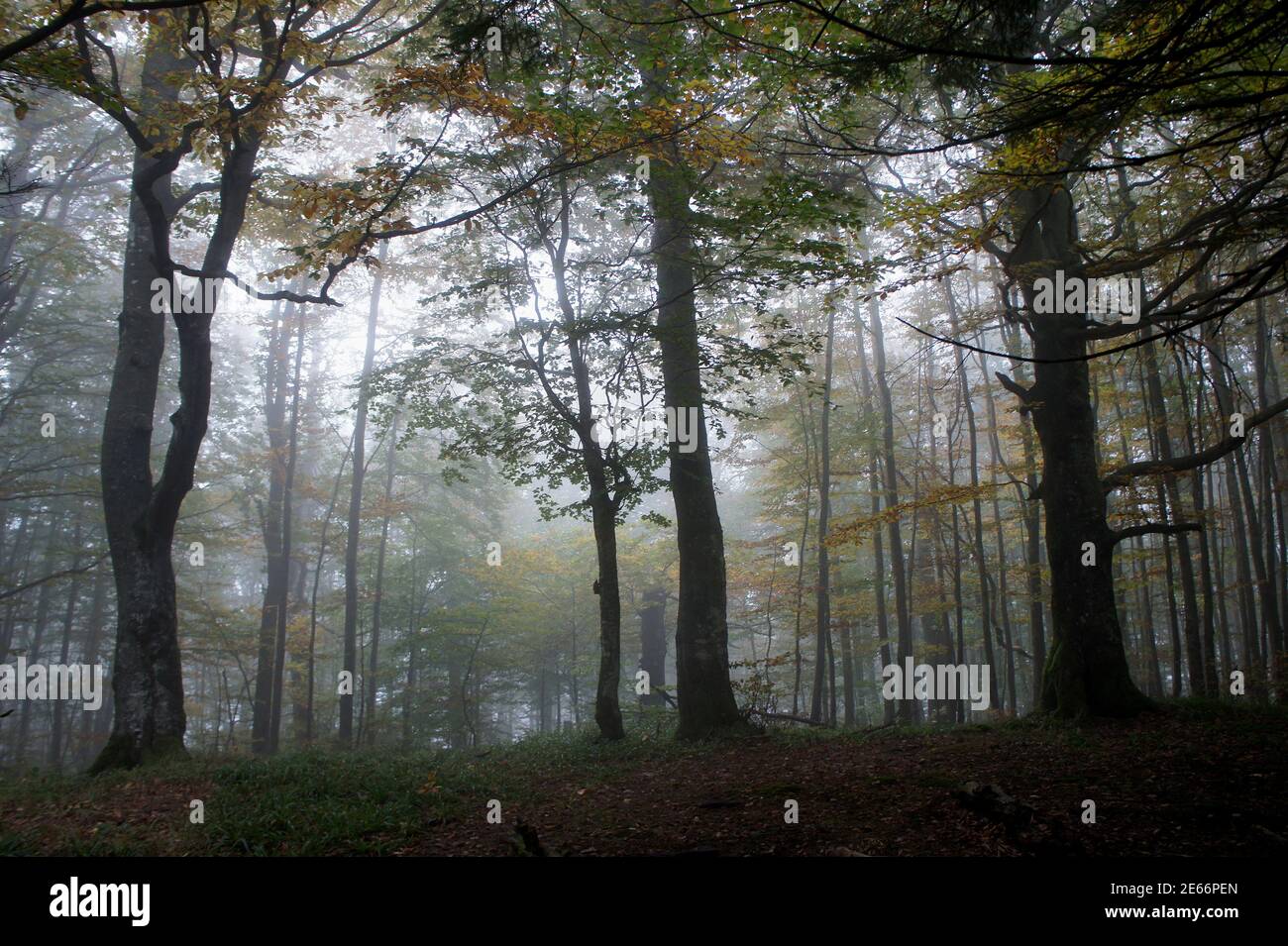 Mistico autunno nebbioso Carpazi foresta sulle pendici del Pikuy Picco in Ucraina Foto Stock