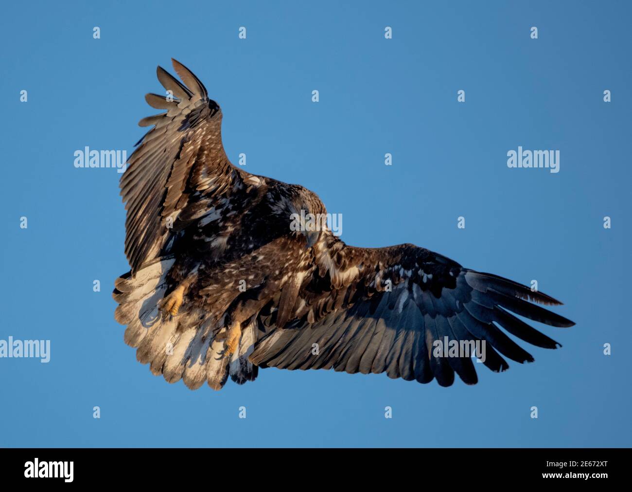 Giovane aquila calva contro il cielo blu dopo il decollo Foto Stock