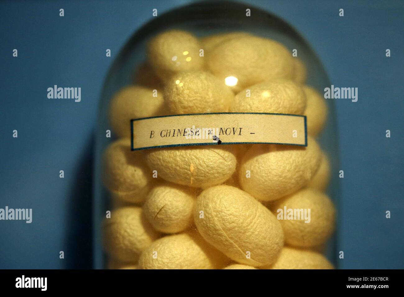 I Bozzetti Di Seta Sono Esposti In Un Vaso Di Vetro Nel Museo Dell Unita Di Ricerca Agricola Cra Di Padova 4 Giugno 15 Ammassi Di Bachi Da Seta Si Maccano Su Mucchi