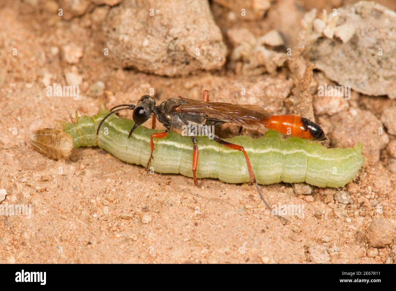 Wasp femmina con cintura filettata, Ammophila femurrubra, Specidae. Con larva ospite paralizzata, Plusiinae. Foto Stock