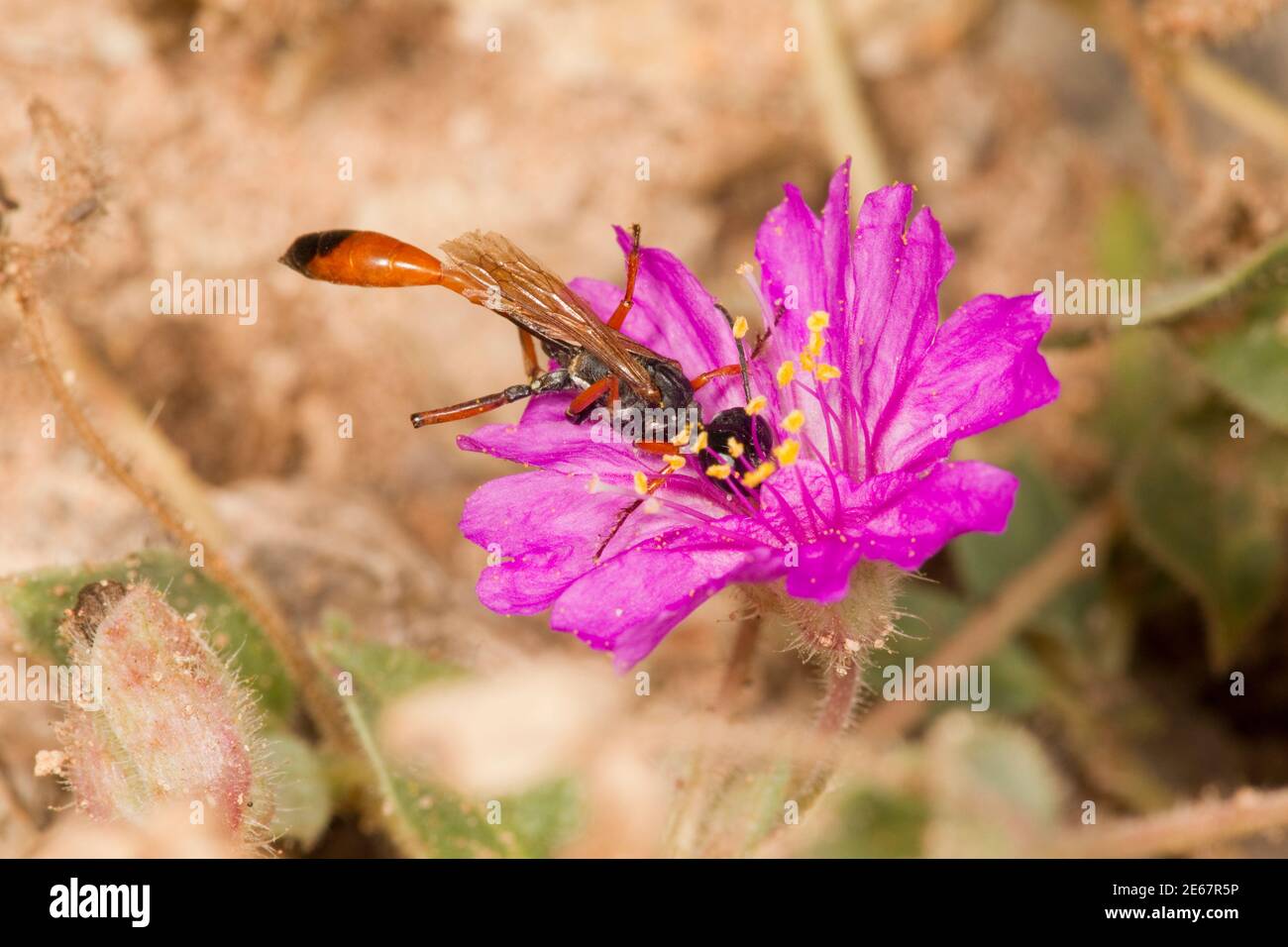 Wasp femmina con cintura filettata, Ammophila femurrubra, Specidae. Nectaring alle quattro finali o'Clock, Allionia incarnata, Nyctaginaceae. Foto Stock