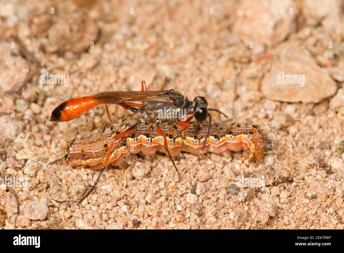 Wasp femmina con cintura filettata, Ammophila femurrubra, Specidae. Con larva paralizzata dell'ospite, Helicoverpa zea, Noctuidae. Foto Stock