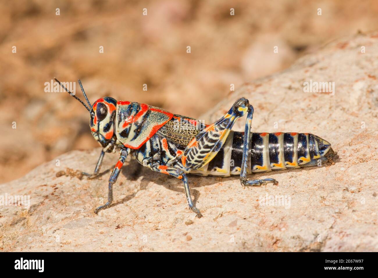 Rainbow Grasshopper femmina, Dactylotum bicolore, Acrididae. Foto Stock