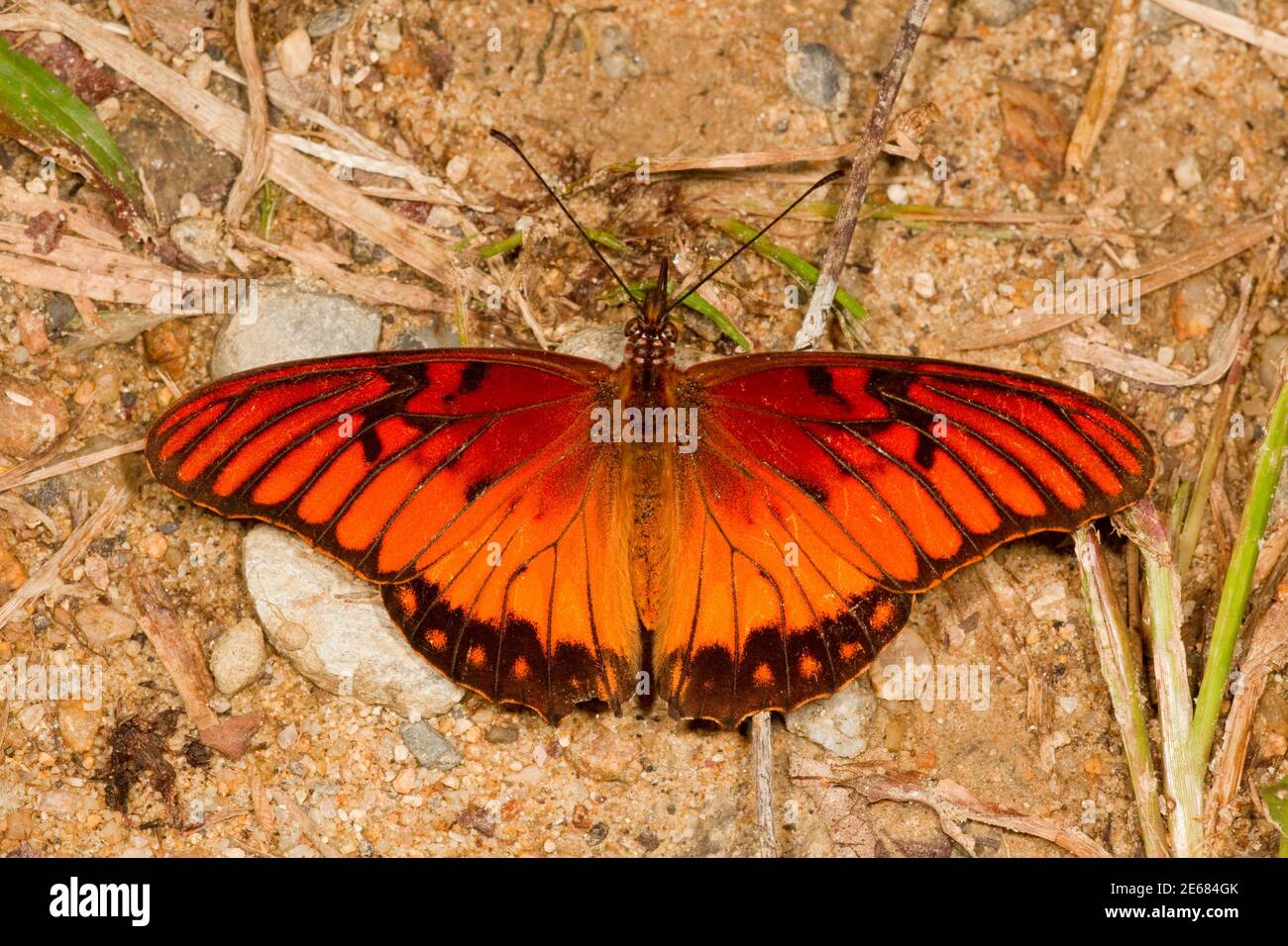 Farfalla di Fritillaria del Golfo, Agraulis vanillae vanillae, Nymphalidae. Vista dorsale. Foto Stock