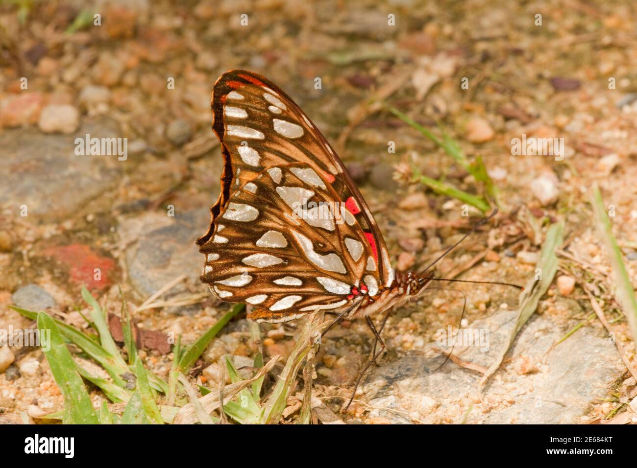 Farfalla di Fritillaria del Golfo, Agraulis vanillae vanillae, Nymphalidae. Vista ventrale. Foto Stock