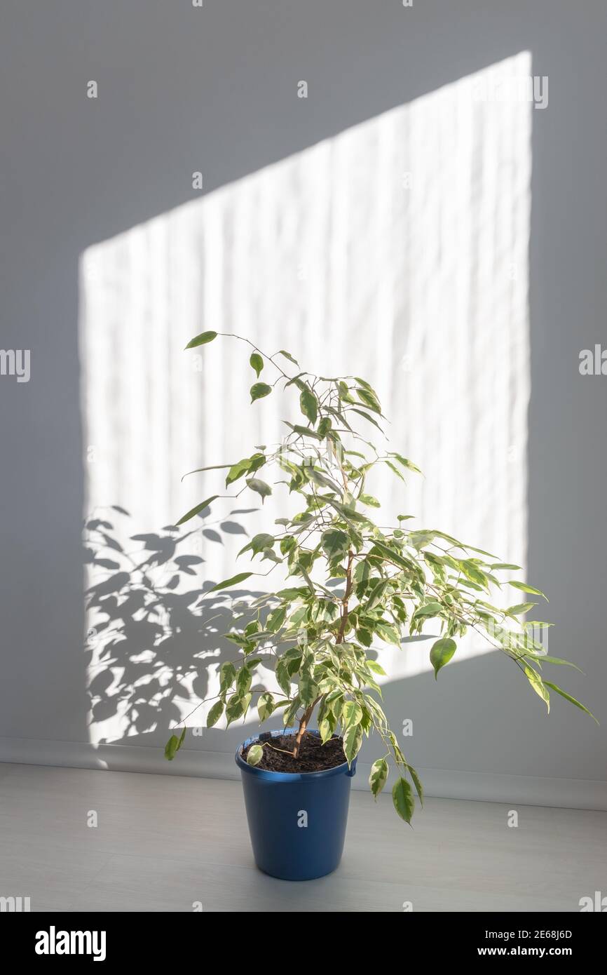 Home pianta verde in una luminosa sala soleggiata al mattino. Ficus Benjamin in una pentola blu, illuminata dal sole luminoso e dalle ombre sulla parete. Messa a fuoco morbida. Foto Stock
