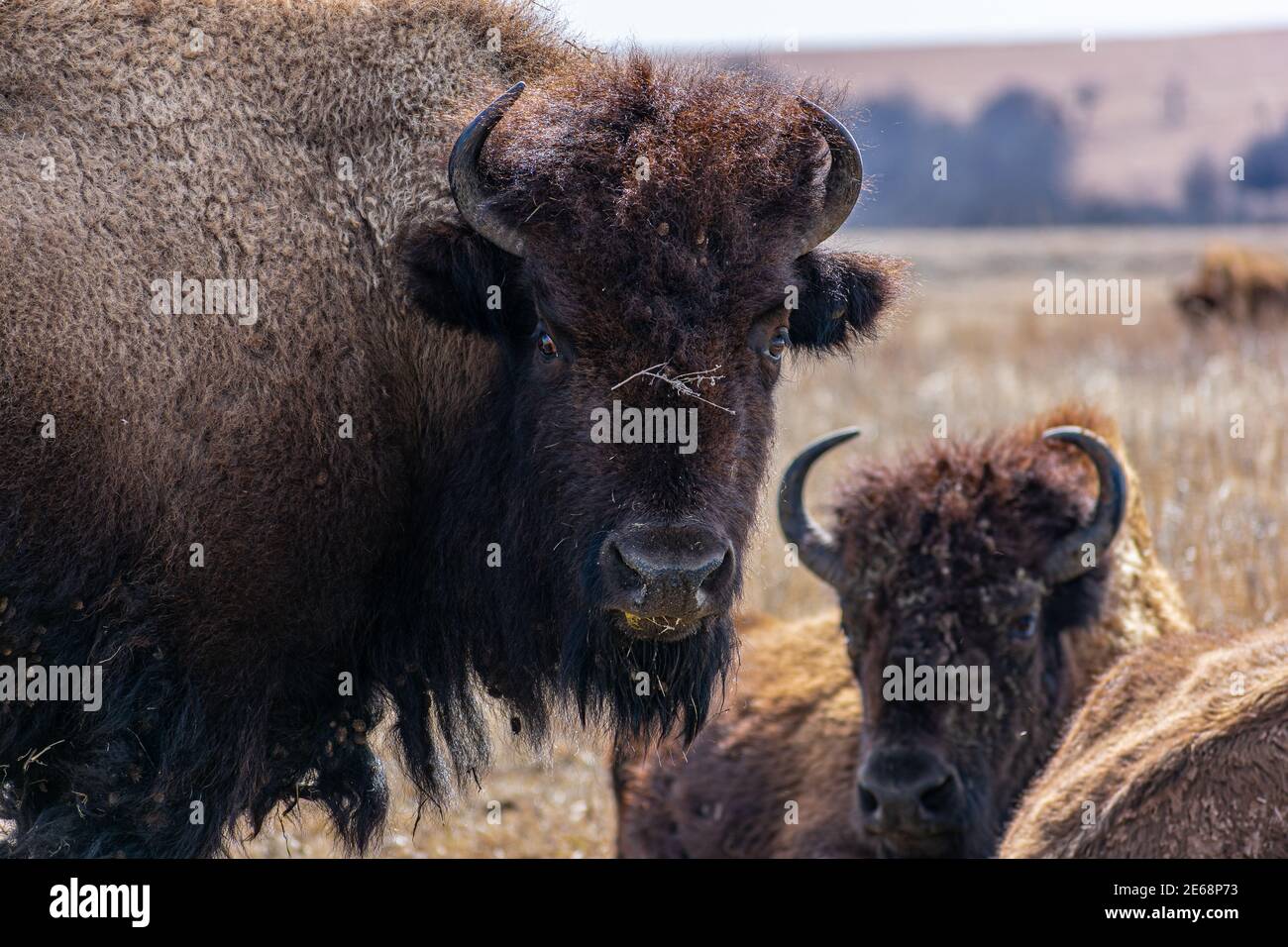 American Bison in Tallgrass Prairie Preserve Foto Stock