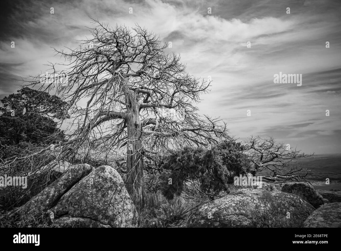 Lone Tree in cima al monte Scott in Oklahoma Foto Stock