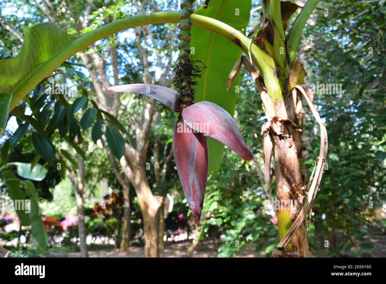 fiore di banana viola profondo pronto a fiorire in giornata di sole nel giardino Foto Stock