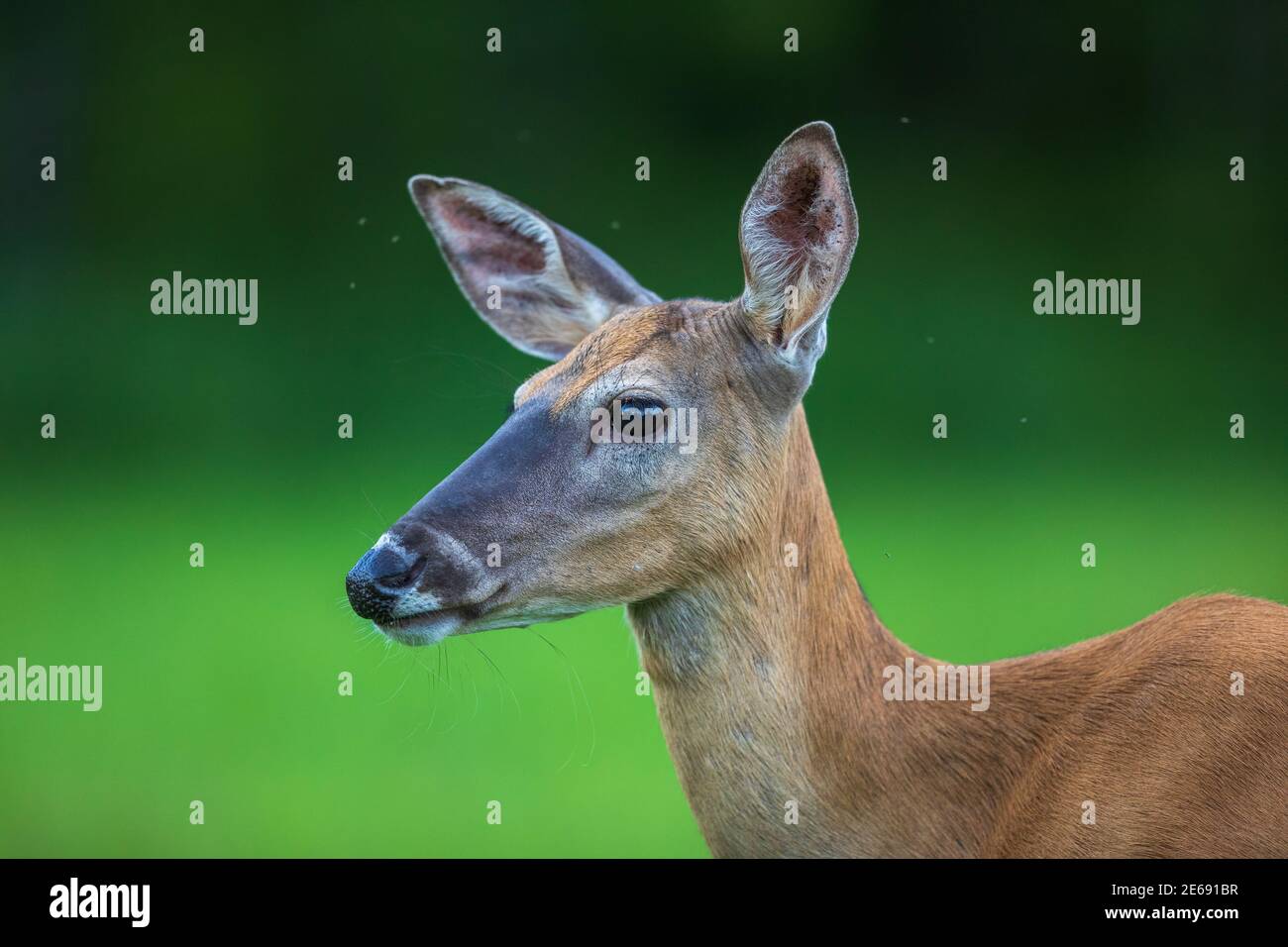 Ritratto di una femmina del cervo dalla coda bianca nel Wisconsin settentrionale. Foto Stock