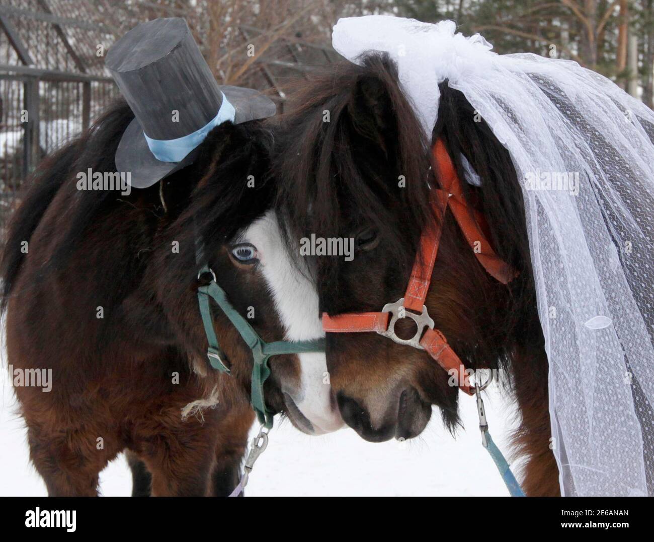 Pony maschile Shetland, Silver (L), e femminile, Zorka, sono visti vestirsi  come uno sposo e sposa allo Zoo Royev Ruchey, nella periferia della città  siberiana russa di Krasnoyarsk, 14 febbraio 2013. I