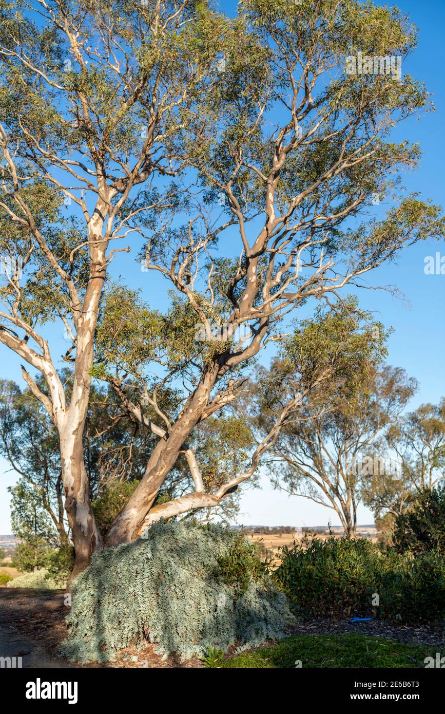 Alberi di eucalipto in un giardino paesaggistico di piante indigene australiane Foto Stock