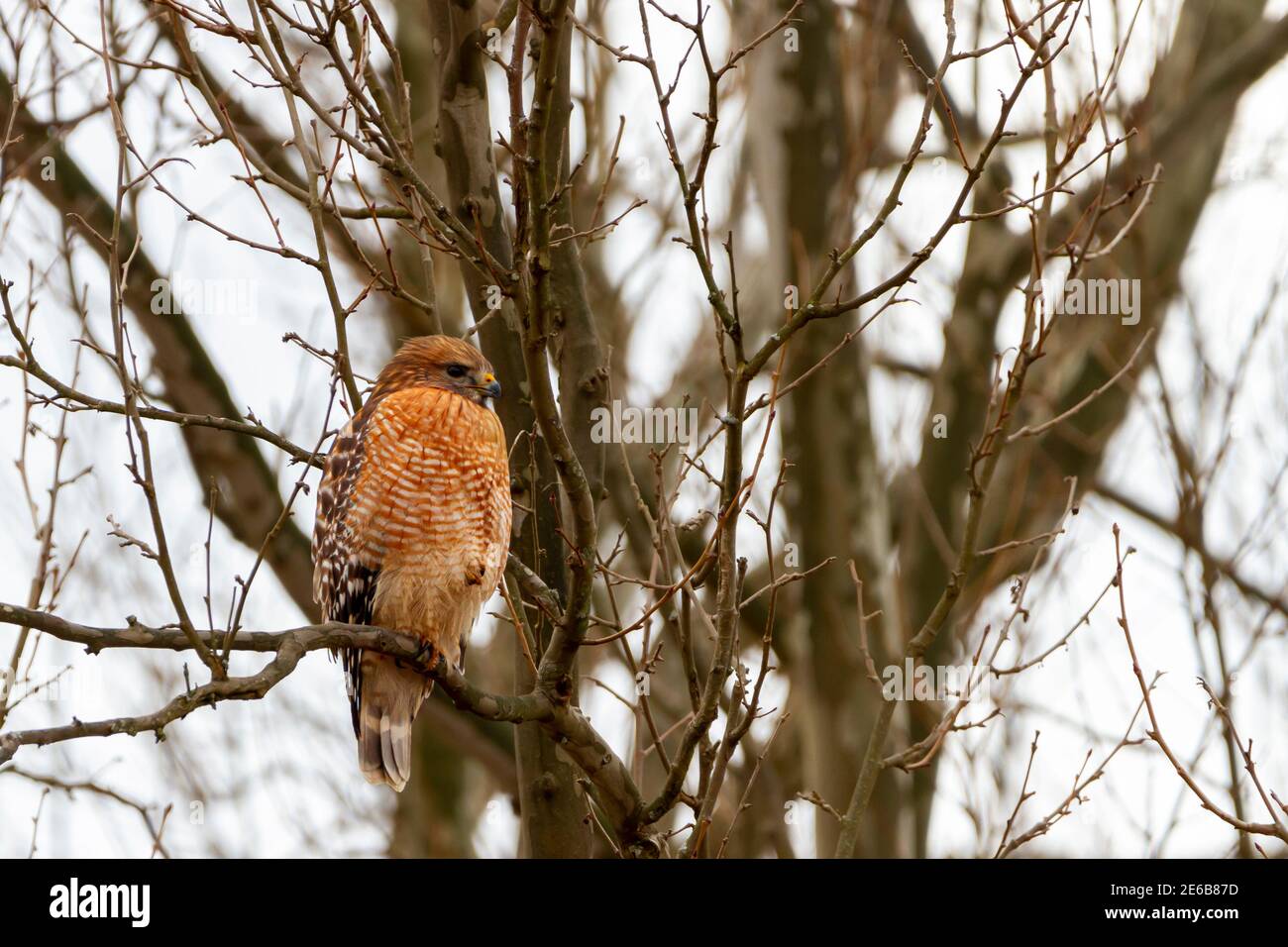 Un adulto Buteo lineatus (falco rosso con spalle) sta perching su un albero alto senza foglie in inverno. Ha vibranti strisce alternate arancione rosso e bianco o Foto Stock