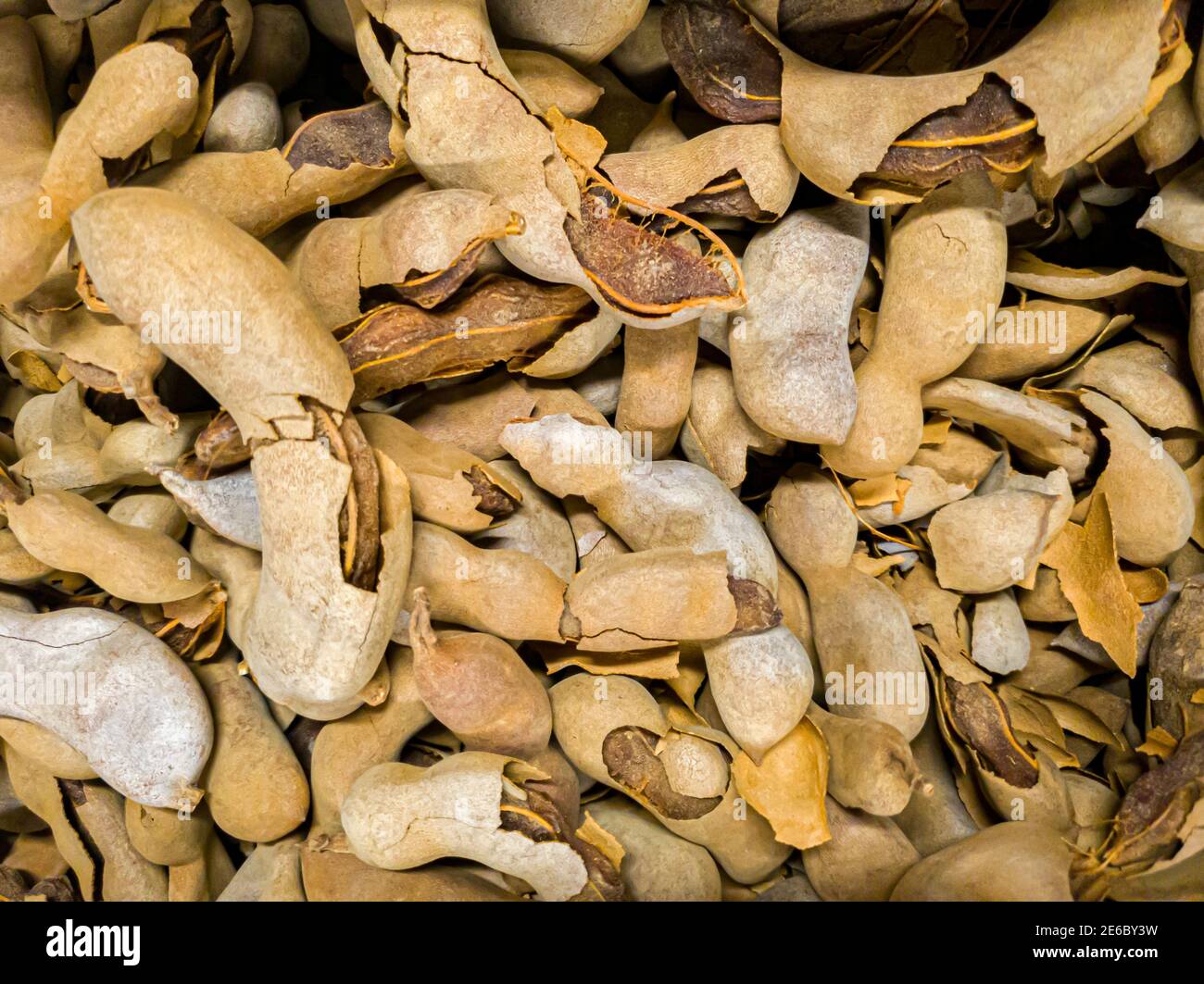 Primo piano immagine di frutti crudi essiccati di albero di tamarindo (Tamarindus indica). Un albero leguminoso tropicale con baccello marrone come frutti che crescono in coltivato Foto Stock