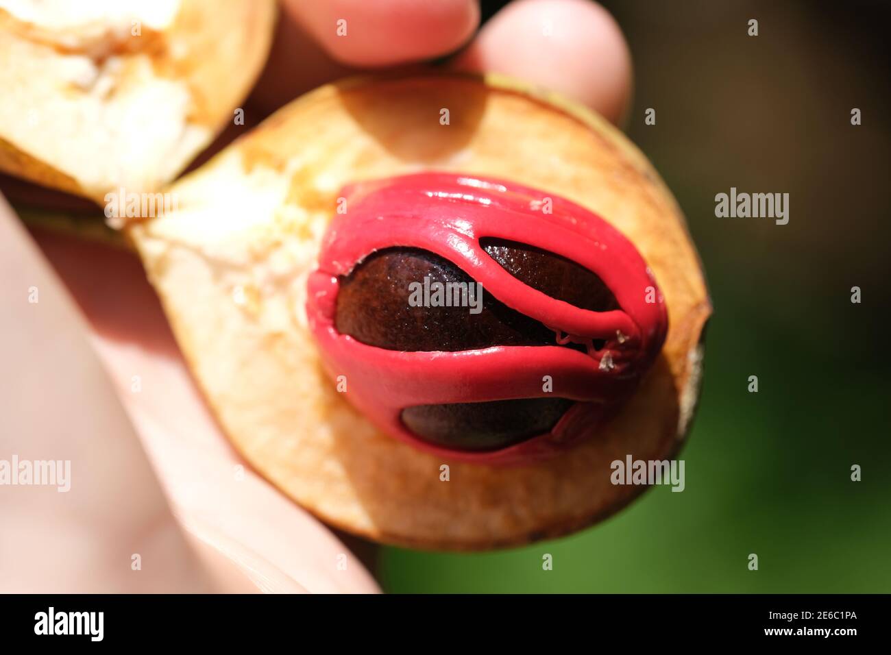 Indonesia Bali - frutta Nutmeg - aril rosso e semi all'interno della frutta Foto Stock