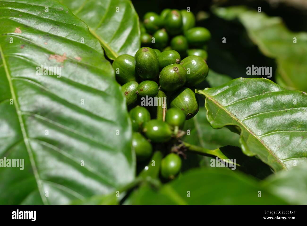 Indonesia Bali - caffè frutta - caffè bacche - caffè pianta Foto Stock