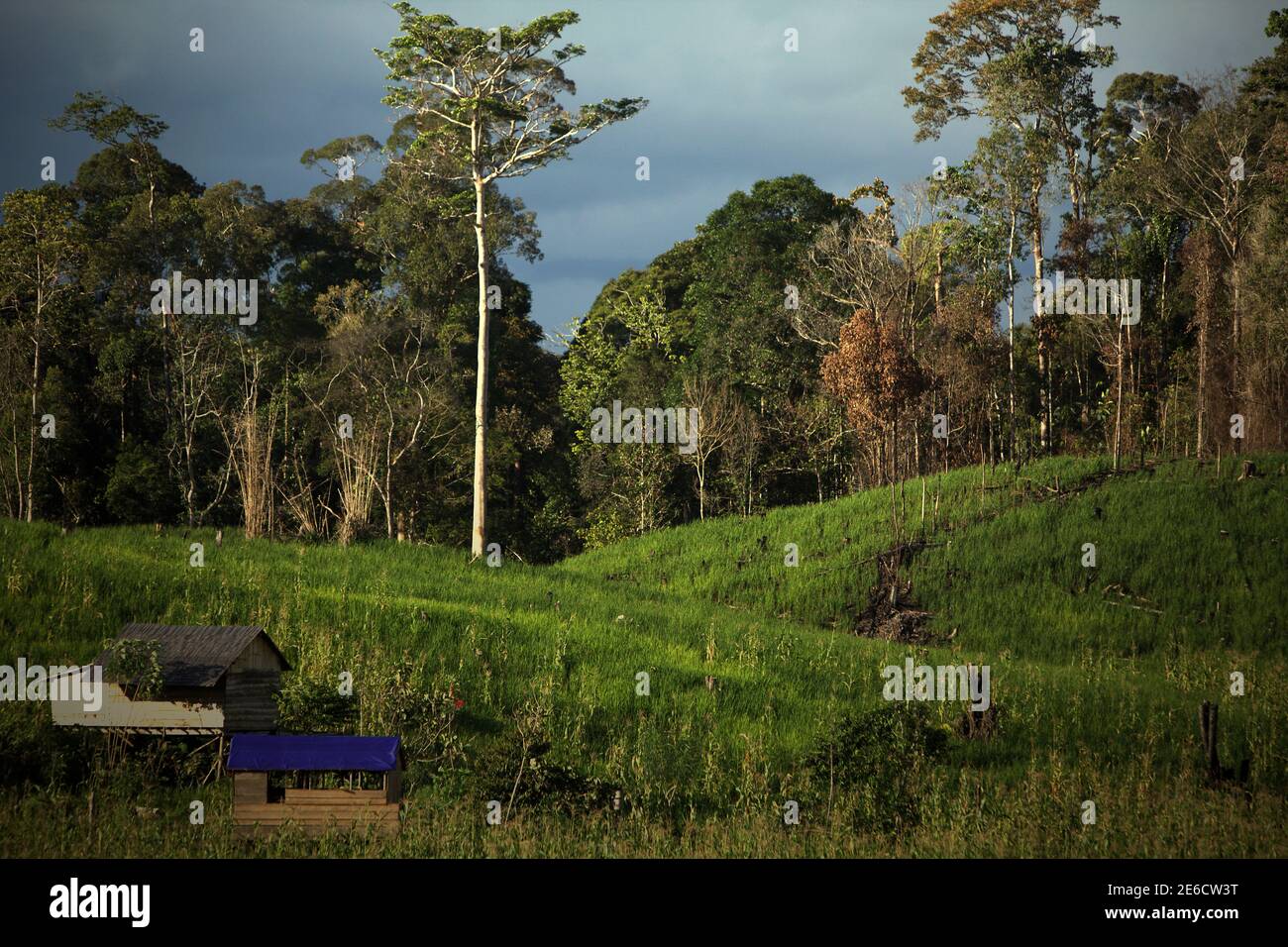 Paesaggio di campo agricolo situato vicino alla zona forestale di Sungai Utik, Batu Lintang, Embaloh Hulu, Kapuas Hulu, Kalimantan occidentale, Indonesia. Foto Stock