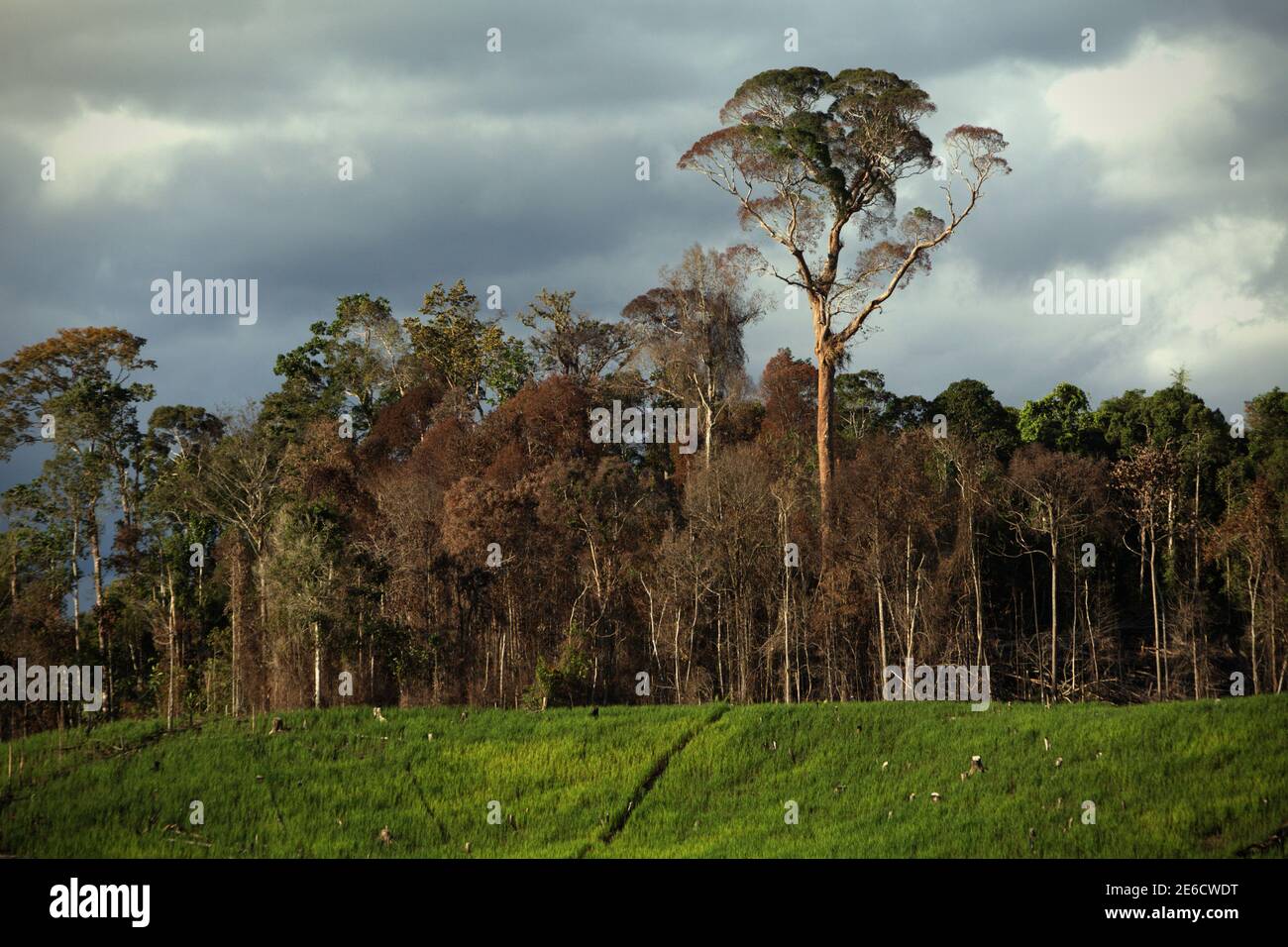 Paesaggio di campo agricolo situato vicino alla zona forestale di Sungai Utik, Batu Lintang, Embaloh Hulu, Kapuas Hulu, Kalimantan occidentale, Indonesia. Foto Stock