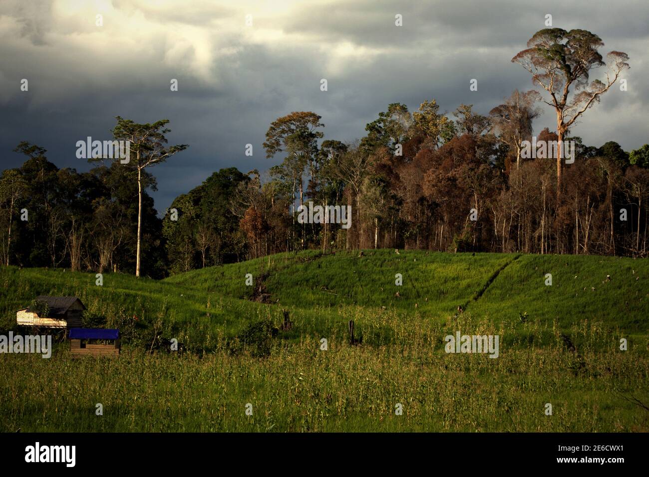 Paesaggio di campo agricolo situato vicino alla zona forestale di Sungai Utik, Batu Lintang, Embaloh Hulu, Kapuas Hulu, Kalimantan occidentale, Indonesia. Foto Stock