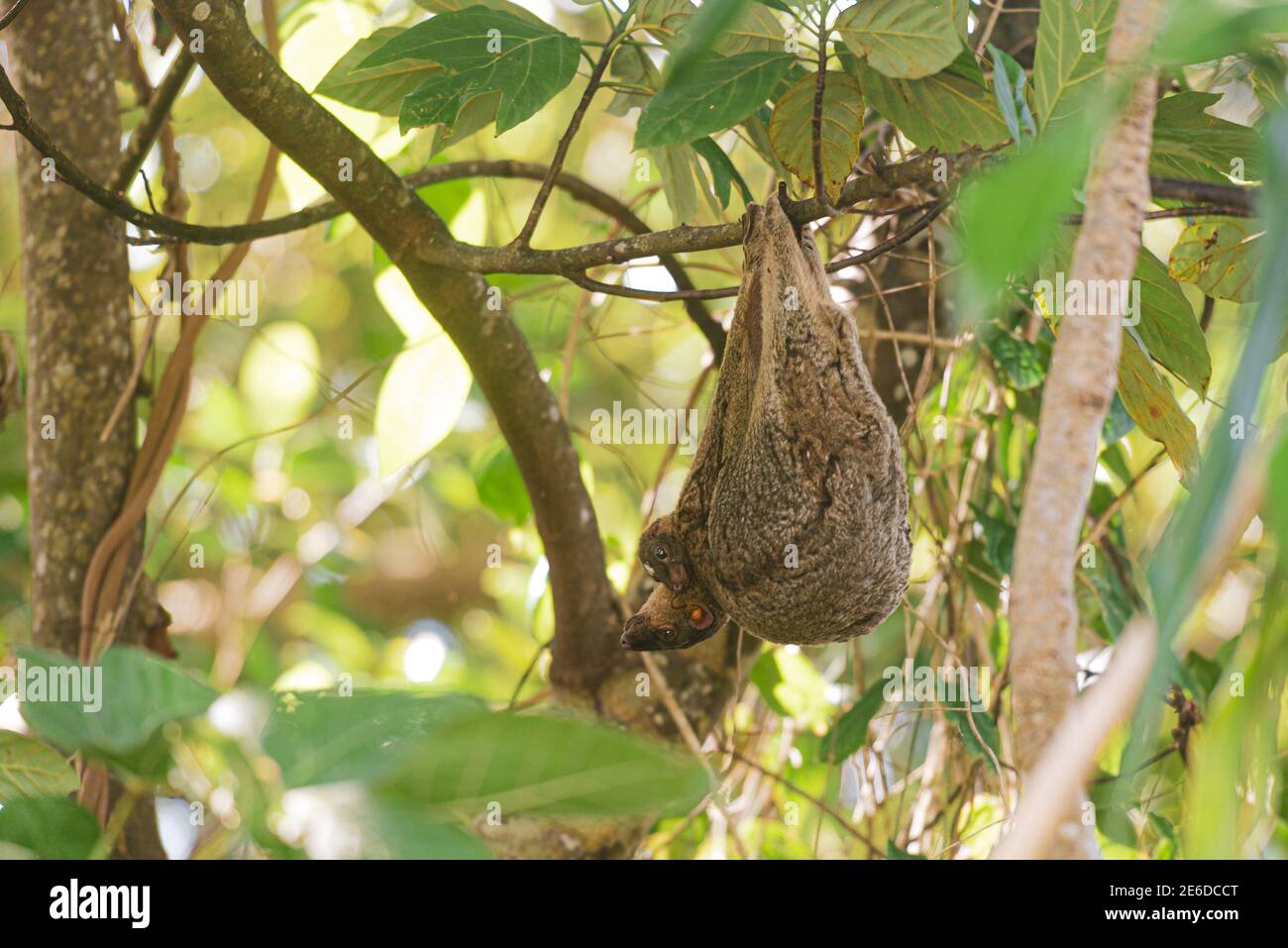 Colugo filippino o Kagwang, Volani di Cynocefalo, o Lemur filippino volante appeso da un albero con la sua razza Foto Stock