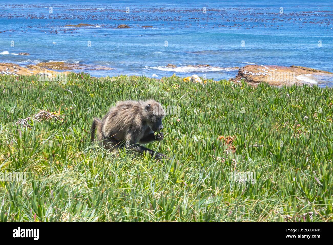 I babbuini di Chacma (Papio ursinus) che si nutrono di vegetazione selvaggia vicino ad una costa, Cape Point National Park, Città del Capo, Sud Africa Foto Stock