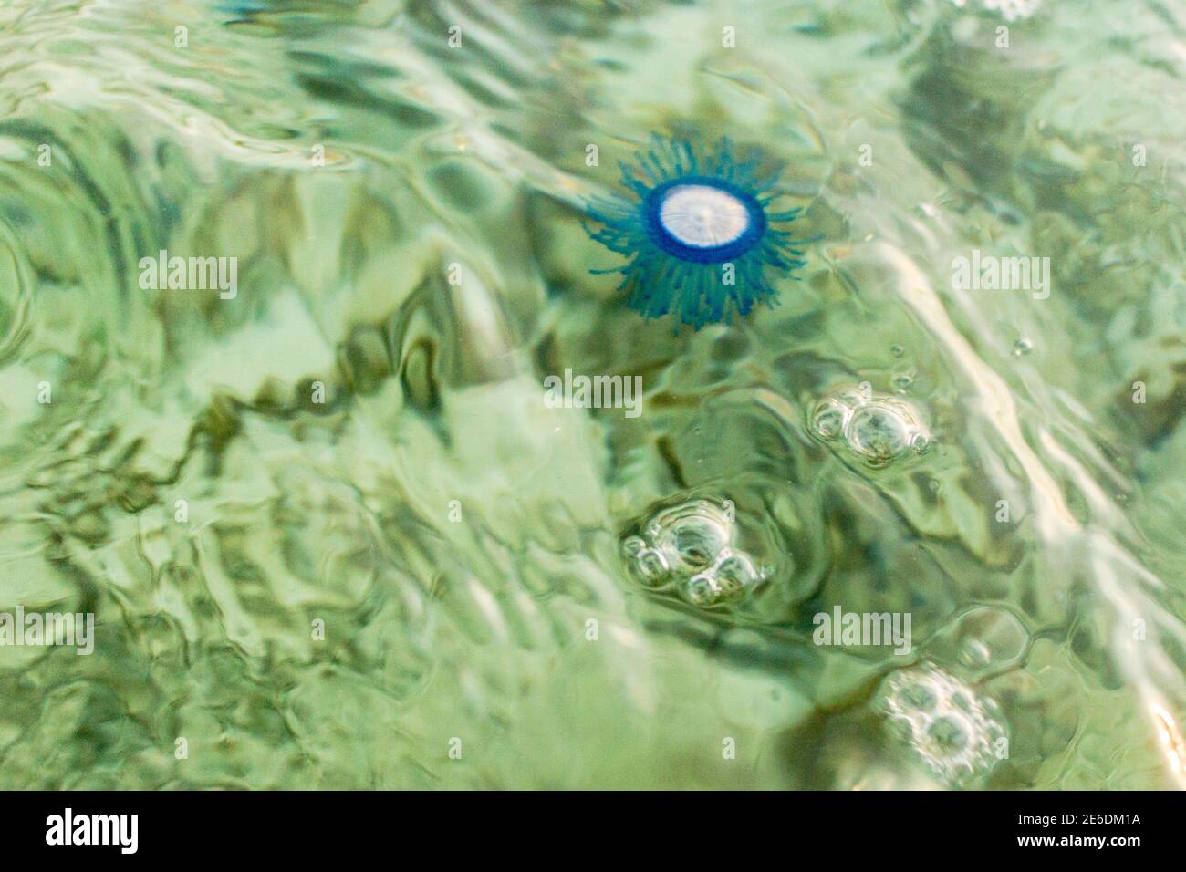 Meduse bottone blu in acqua, porpita porpita, superficie, organismo marino costituito da una colonia di idroidi, Anthoathecata Foto Stock