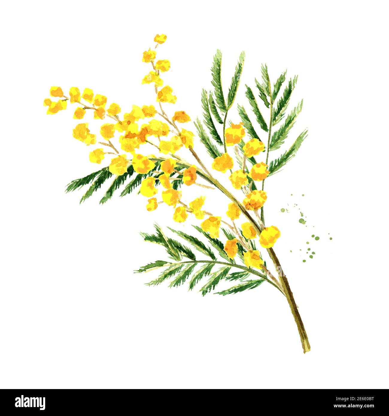 Mimosa giallo primavera fiori ramo, Watercolor disegnata a mano illustrazione isolato su sfondo bianco Foto Stock