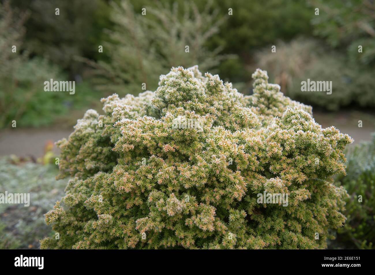 Winter Frost sul Foliage di un'Evergreen Dwarf Conifer Cedar Plant giapponese (Cryptomeria japonica 'Tilford Gold) Crescere in un giardino in Devon rurale Foto Stock
