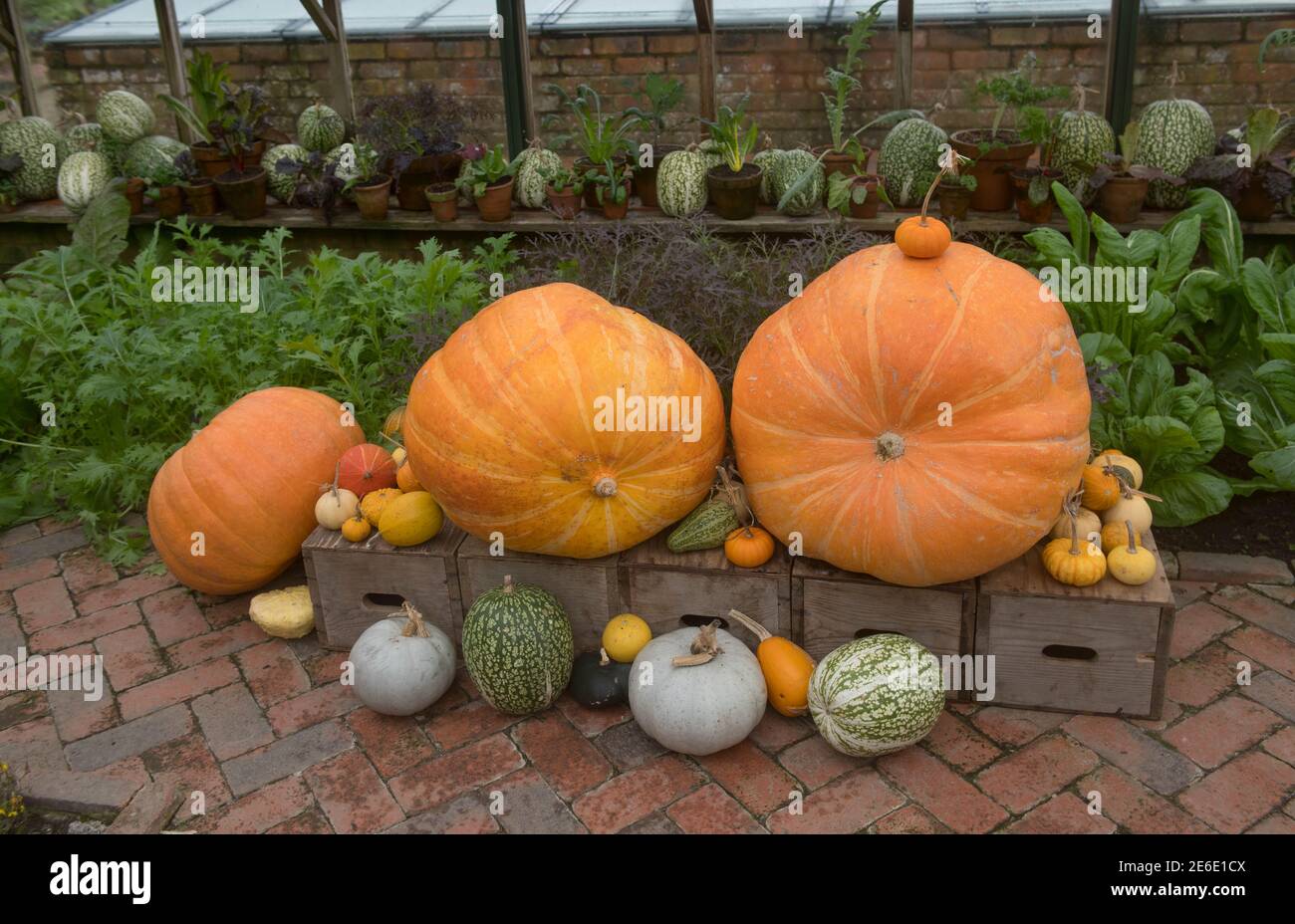 Rustic Display of Bright Orange Home Grown zucche biologiche e. Zucca invernale su scatole di legno d'epoca in una serra in Un giardino di verdure in Devon Foto Stock