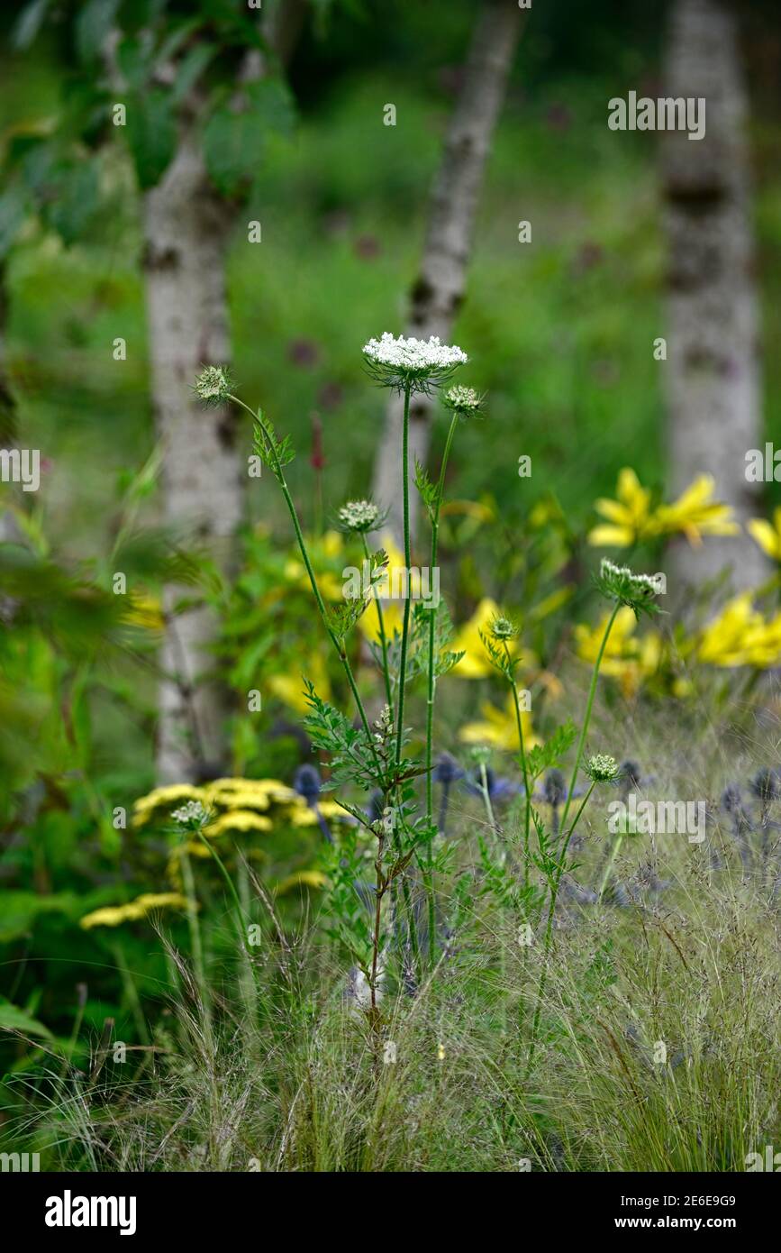 Daucus carota,carota selvatica,pizzo del vescovo,pizzo della regina Anna,umbel,umbellifero,rumbellifer bianco,fiori bianchi,fiore bianco,fioretto,fioretti,stipa tenuissima Foto Stock