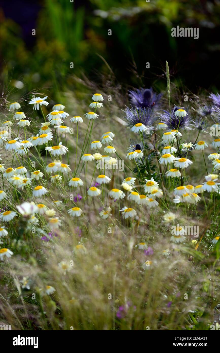 Anthemis tinctoria Salsa Hollandaise, salsa chamomile di Dyer Hollandaise, margherite crema, margherite giallo cremoso, daisy, stipa tenuissima, perenni e gras Foto Stock