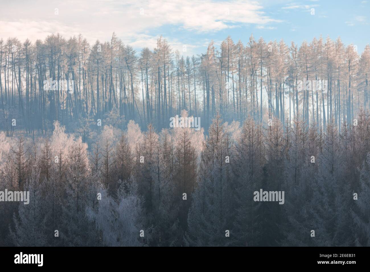 Sereno paesaggio invernale con alberi coperti di neve dopo una grande nevicata e gelo, Repubblica Ceca altopiano Foto Stock