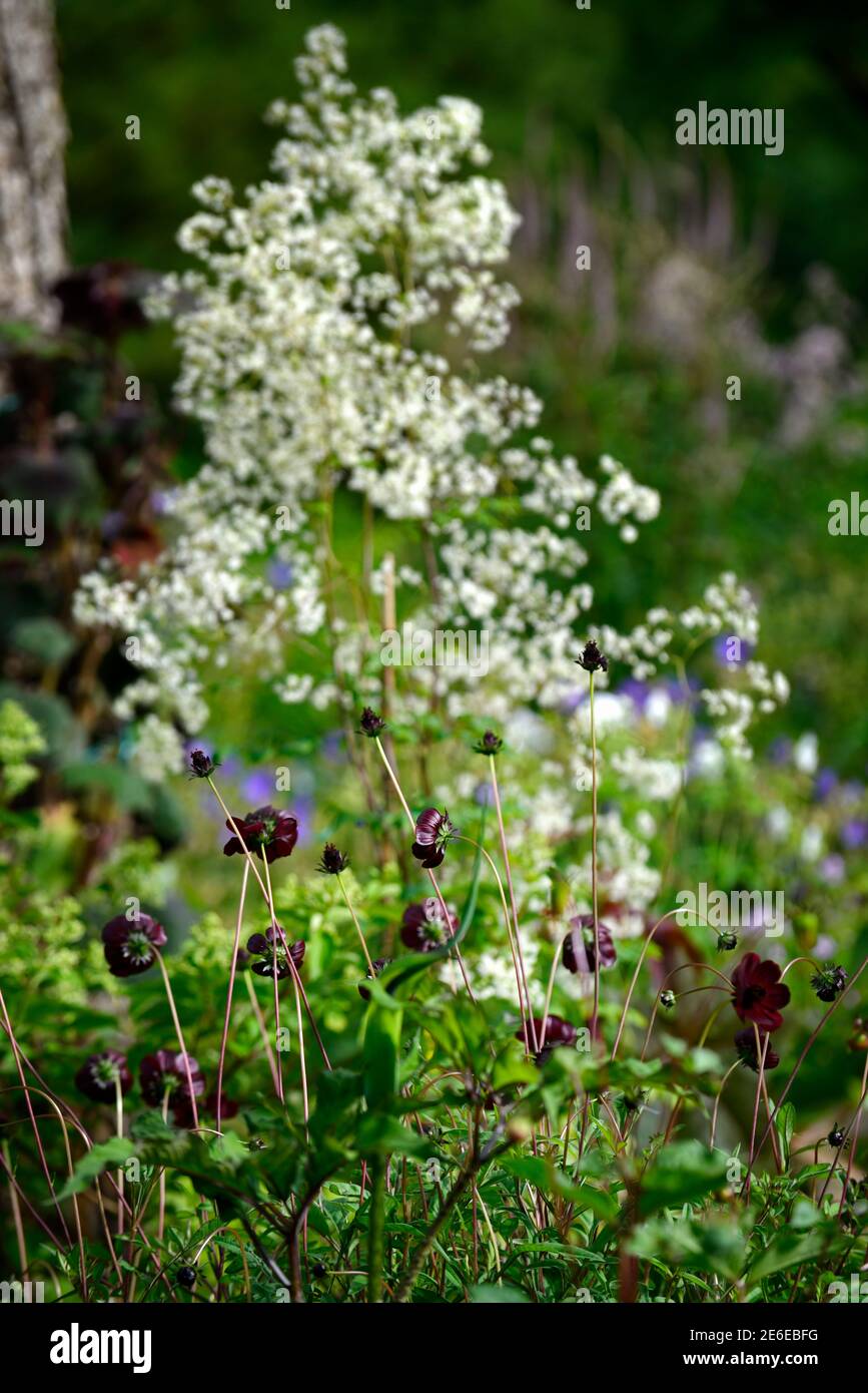 COSMOS atrosangineus,Cosmo al cioccolato,rosso scuro,fiore marrone,fiori,fiore al cioccolato,fragranza,fragrante,profumato,odore,vanillina,vaniglia,Thalictrum del Foto Stock