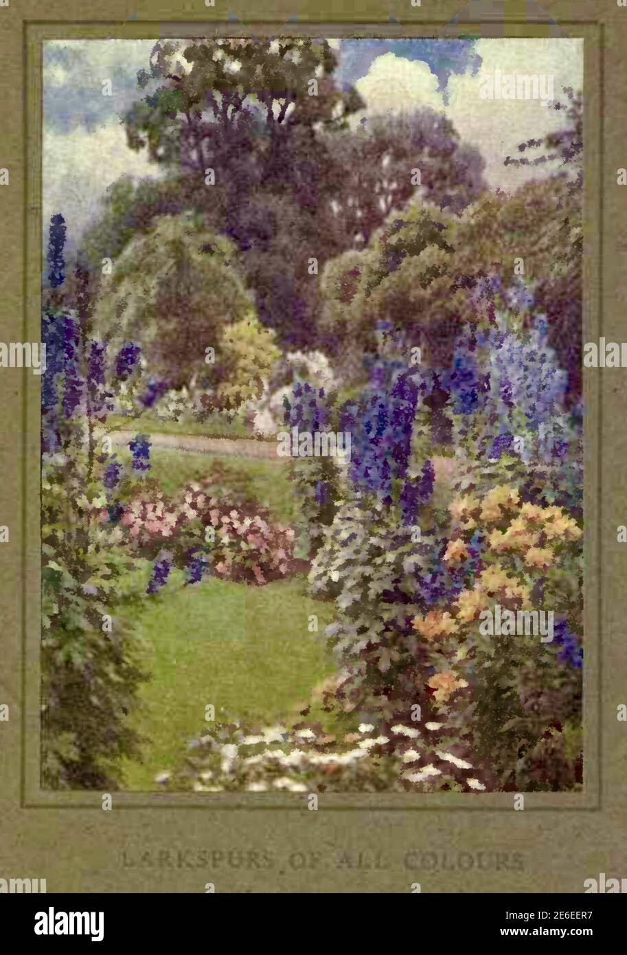 Beatrice Parsons dipinto intitolato Larkspurs di tutti i colori Foto Stock