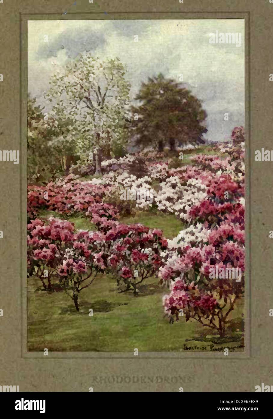 Beatrice Parsons dipinto intitolato Rododendri Foto Stock