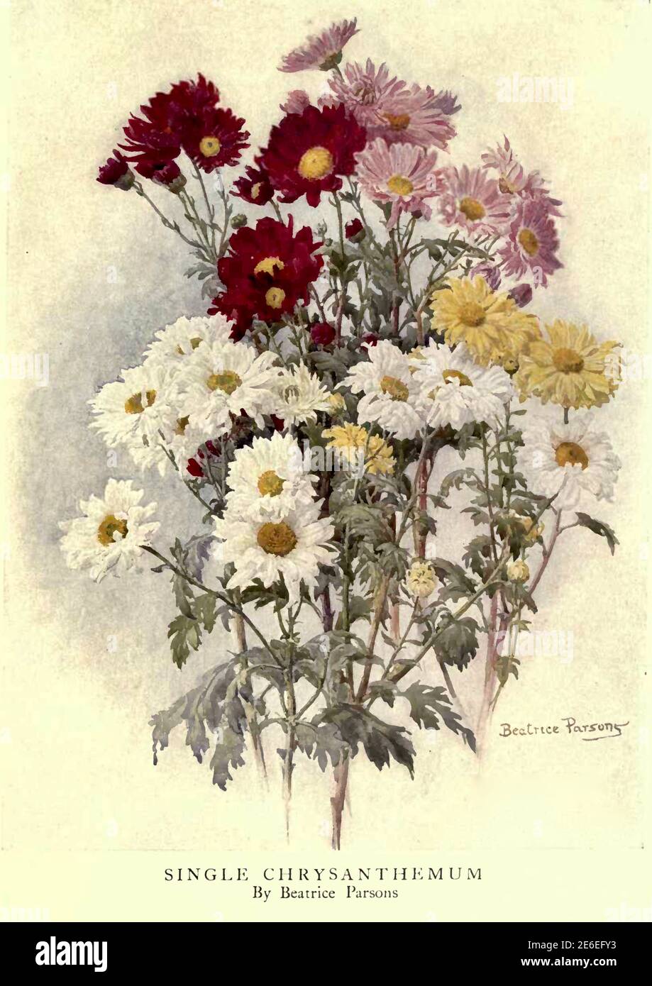 Beatrice Parsons opera intitolata Single Chrysanthemum Foto Stock