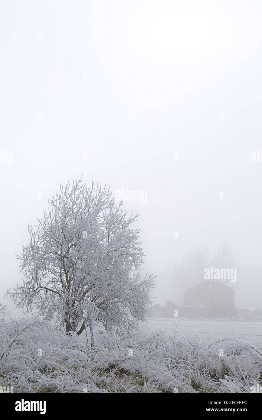 Scena invernale con un albero rime coperto e un abbandonato casa in nebbia Foto Stock