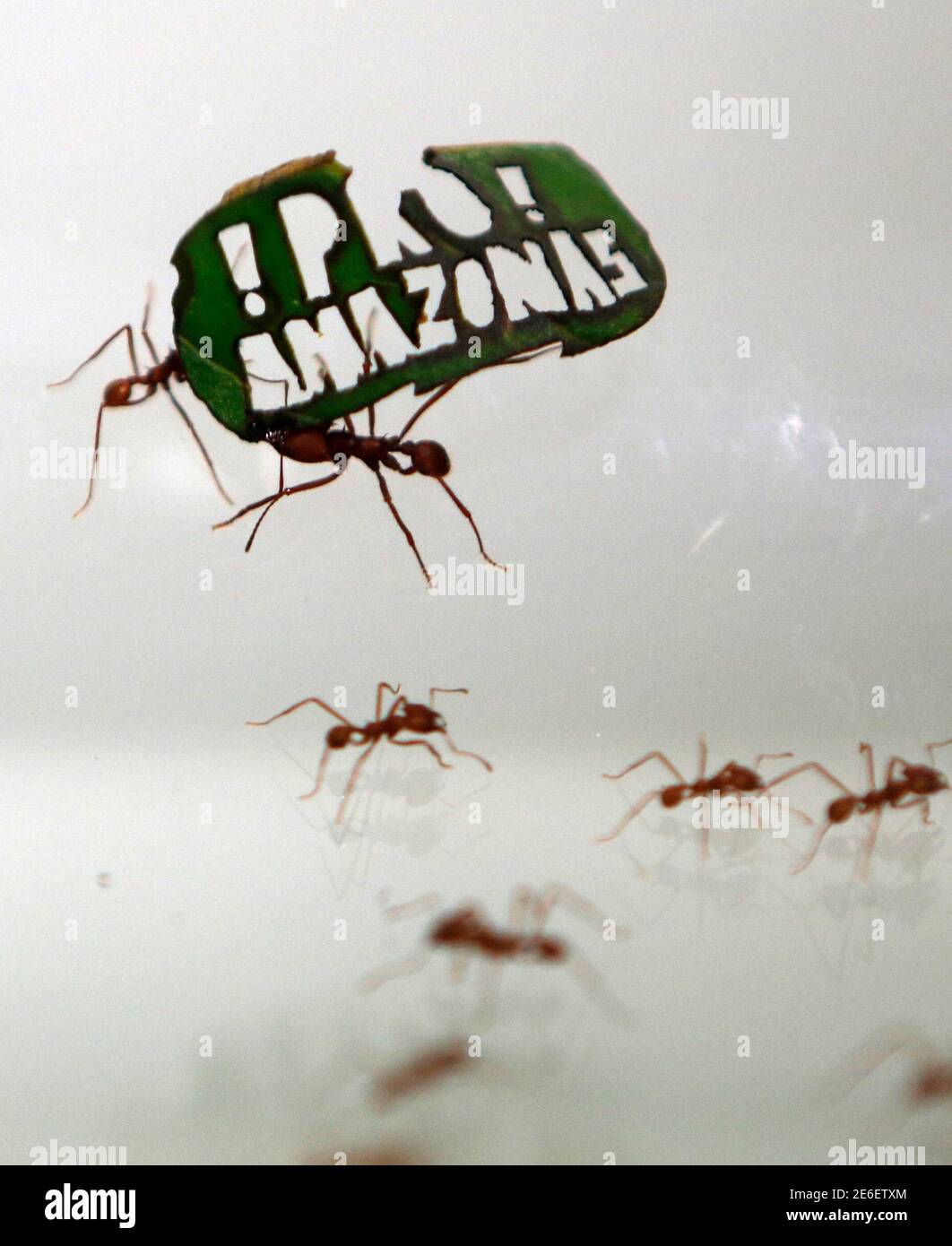 Le formiche portano una foglia con uno slogan che legge '!Pro! Amazon' allo  zoo di Colonia, Germania, 18 agosto 2015. Alcune delle 500,000 formiche che  tagliano le foglie dello zoo trasportano foglie