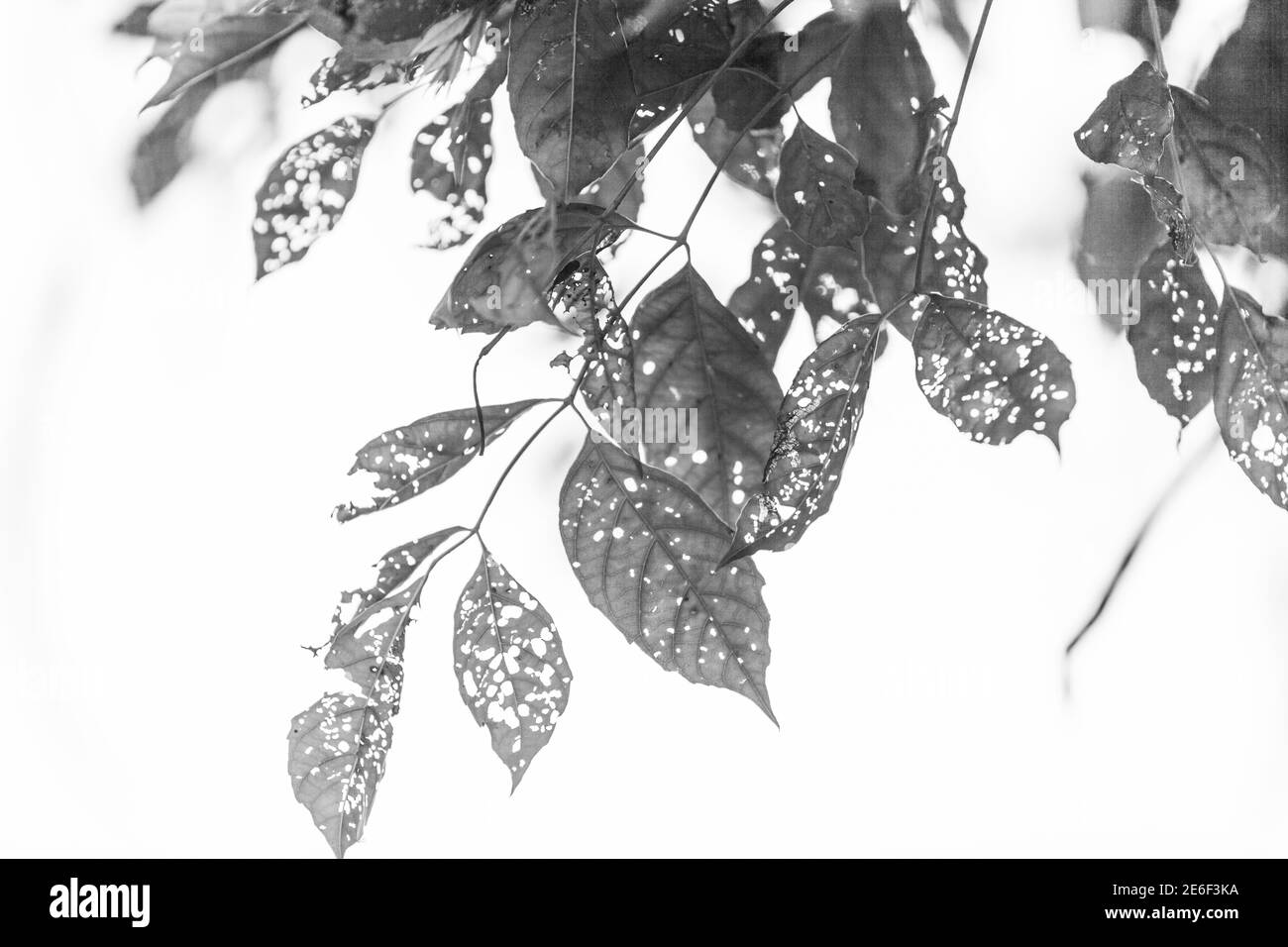Foglia bianca e nera con buchi, mangiata dai parassiti, natura Foto Stock