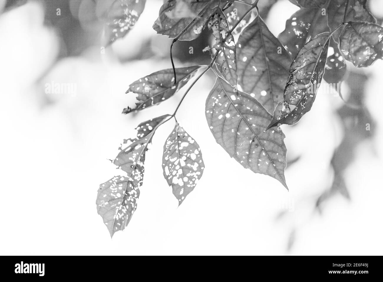 Foglia bianca e nera con buchi, mangiata dai parassiti, natura Foto Stock