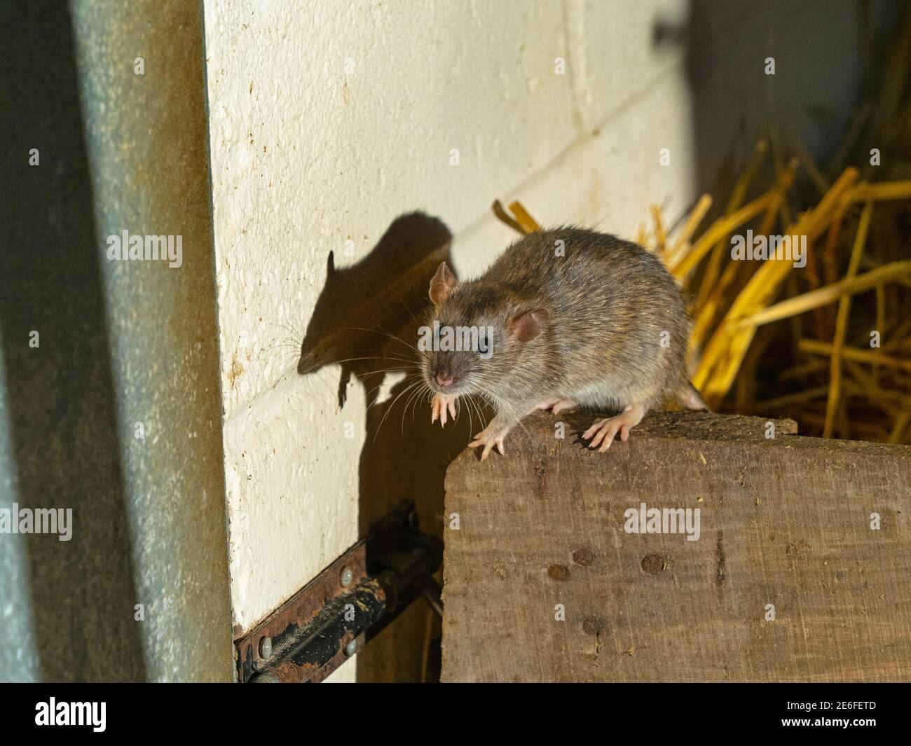 Marrone Rat Rattus norvegicus e ombra in fienile fattoria Foto Stock