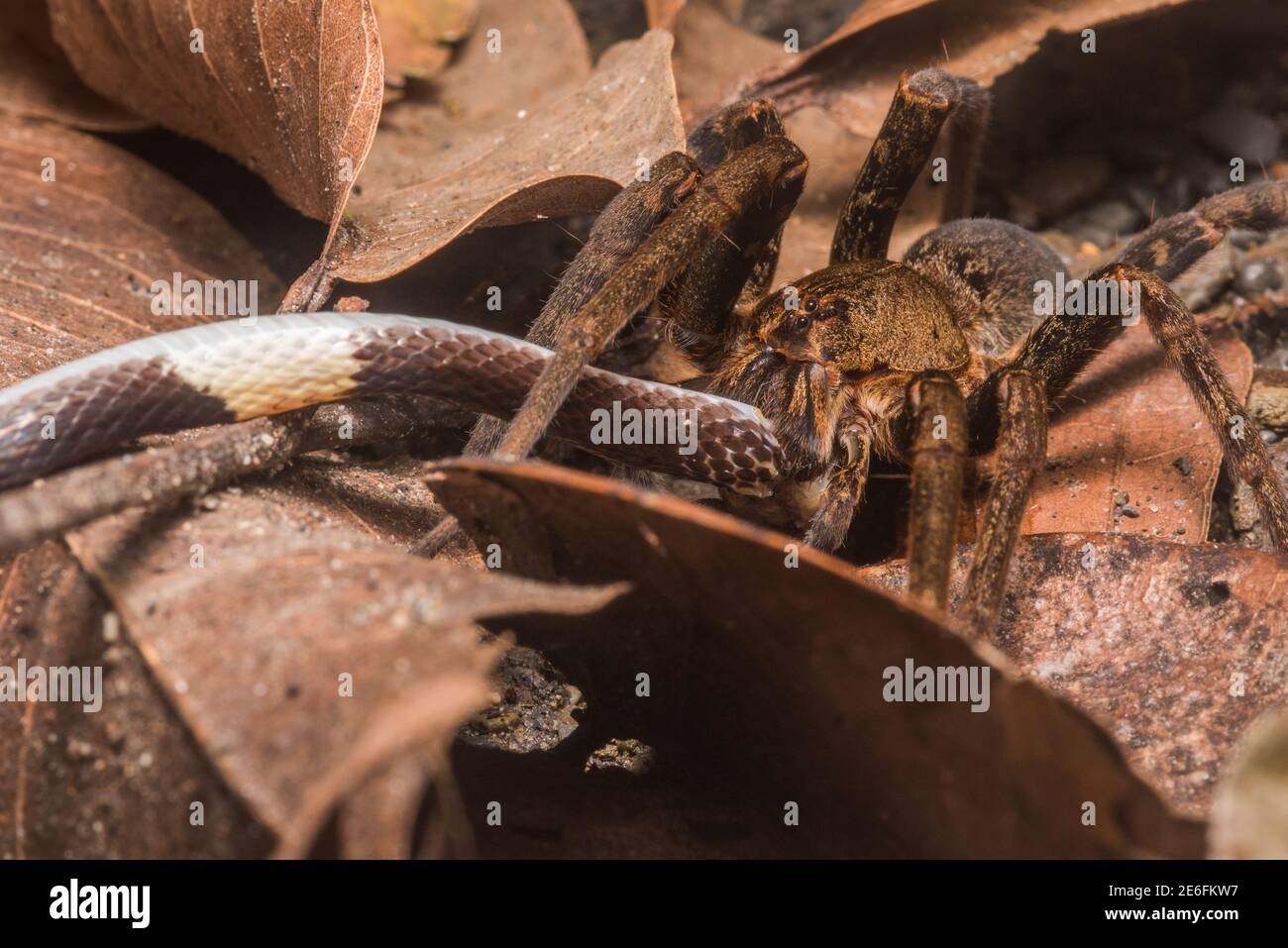 Un grande ragno vagabondante (specie di anciclometes) che mangia un serpente (specie di Oxyrhopus) che è catturato nella foresta pluviale amazzonica del Perù. Foto Stock