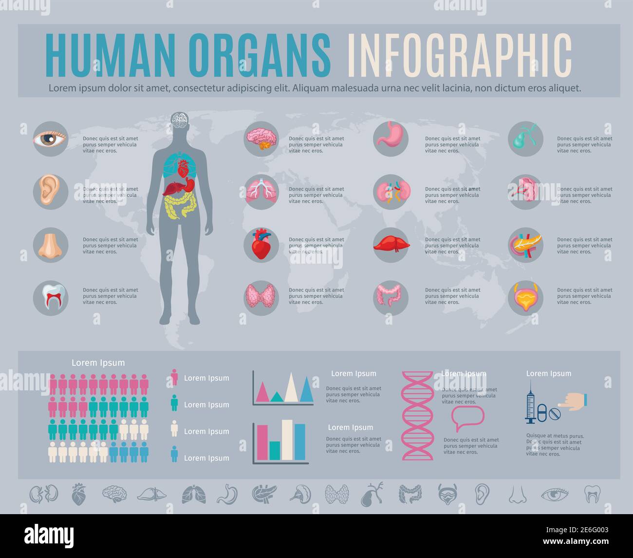 Set infografico di organi umani con simboli delle parti del corpo interne e. illustrazione vettoriale dei grafici Illustrazione Vettoriale