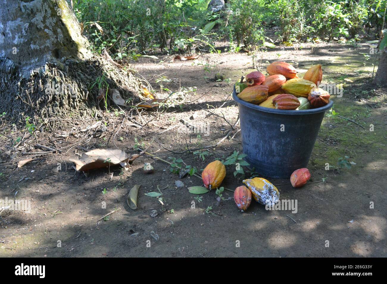 la frutta di cacao è messa in un secchio nero mentre dentro il giardino dopo raccolto Foto Stock