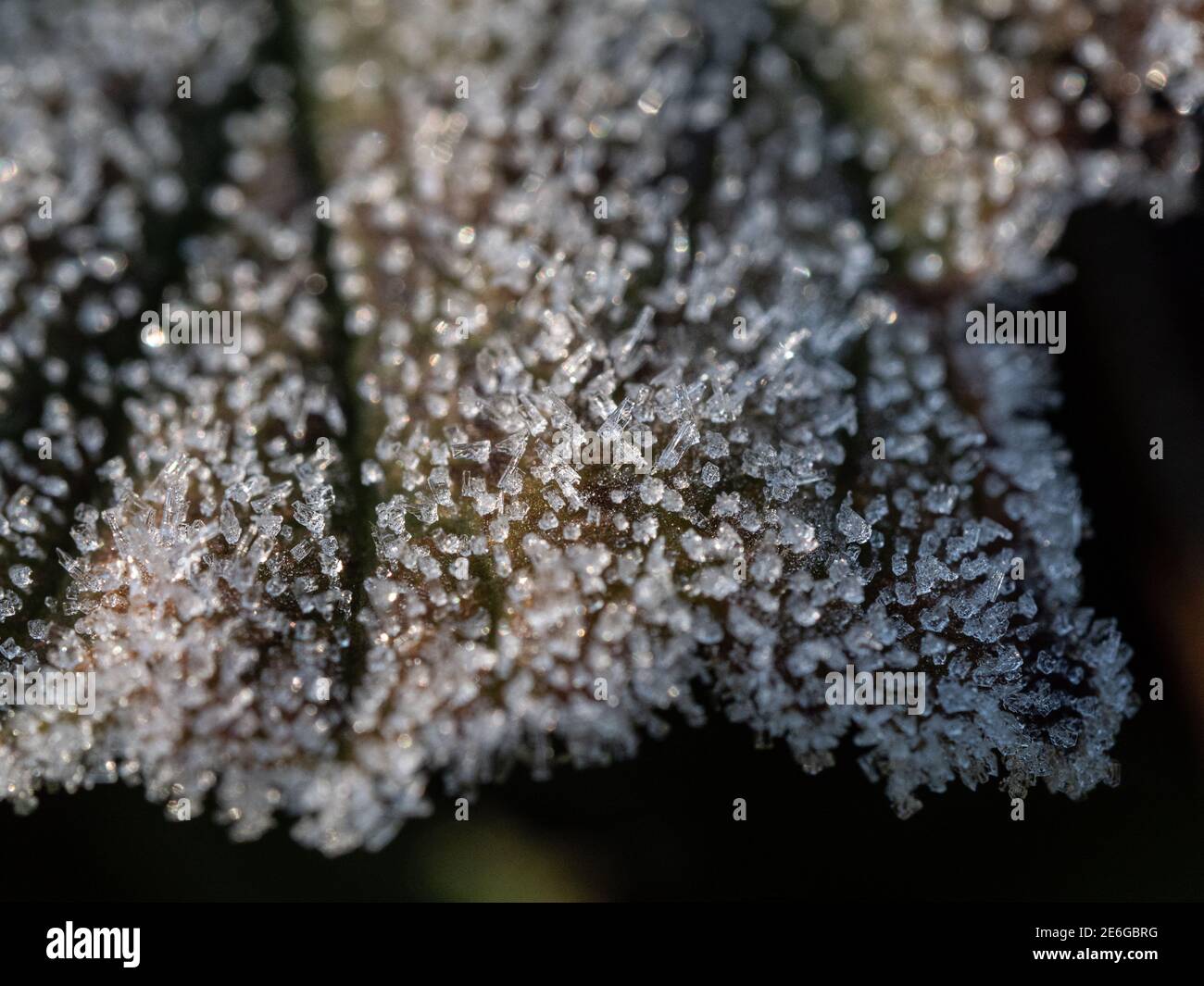 un primo piano di un congedo di bruno coperto di zucchero come cristalli di ghiaccio bianco Foto Stock