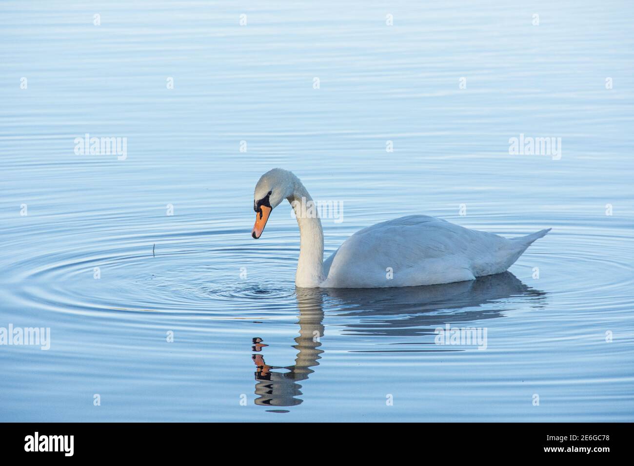 Un unico cigno muto - Cignus olor circondato da increspature su un lago ancora blu Foto Stock