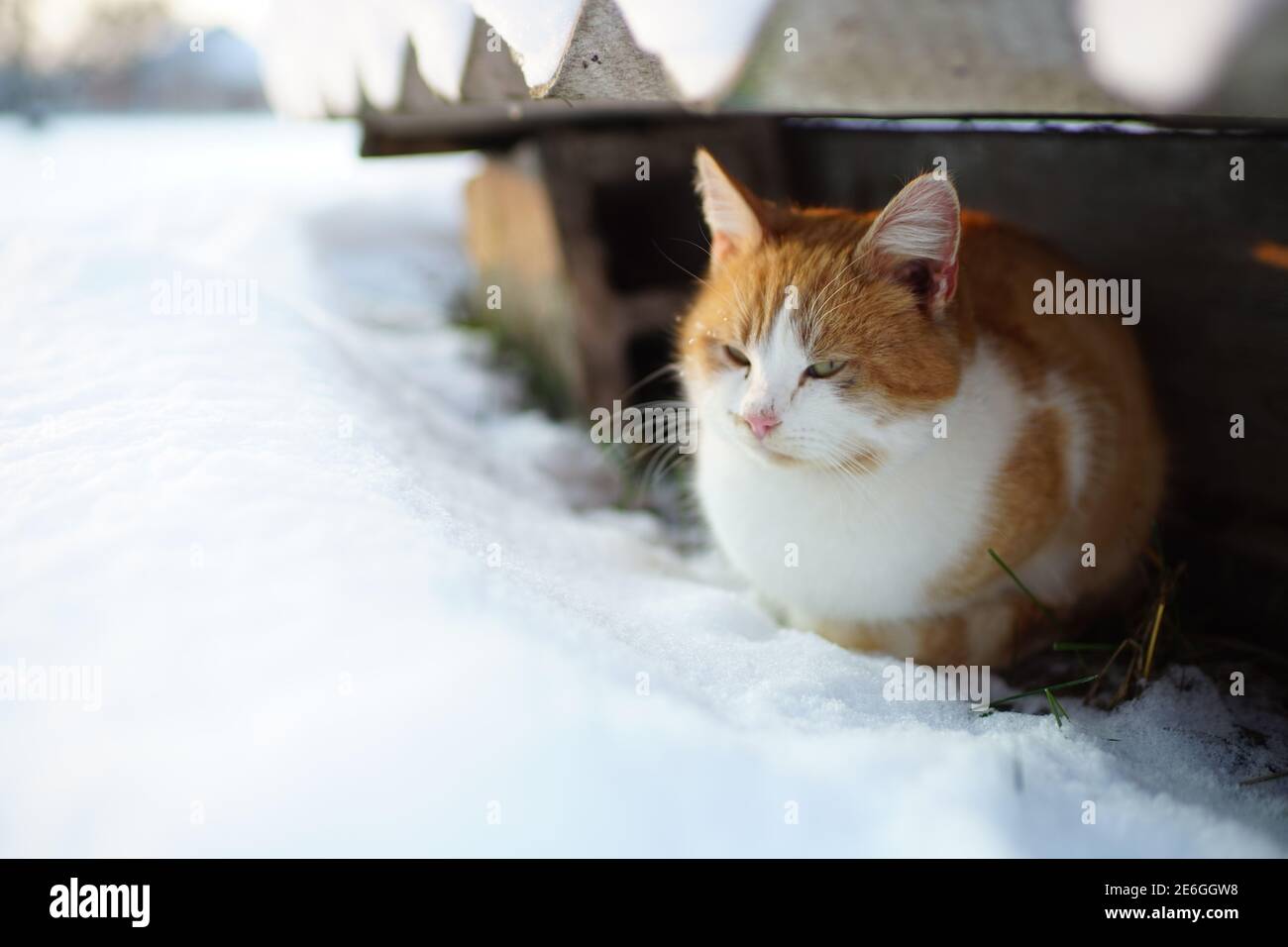 Soffice gatto zenzero ha riposo nel giardino d'inverno. Foto Stock